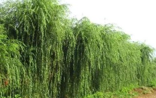 金蝉在大连能不能养,在大连能金蝉