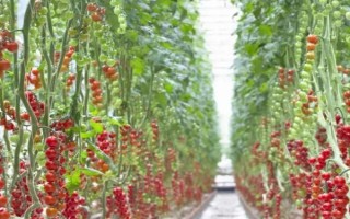 怎么提高番茄的抵抗能力，种植抗病品种是适宜选择