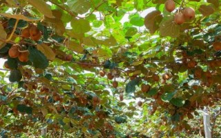 猕猴桃夏季怎么管理，病虫梢、徒长枝要及时剪除