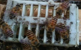 蜂群死了蜂王该怎么办,可介入新王