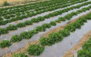 温度高时播种为何要覆盖塑料薄膜，可提高土壤肥力、地温等