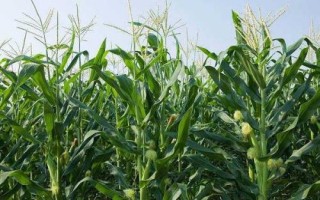 喜德193玉米种子介绍，适宜播种期4月下旬-5月上旬