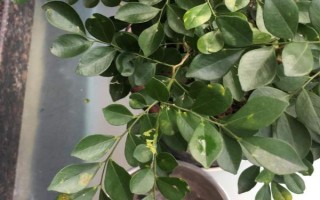 为什么九里香叶子一碰就掉，可能是浇水过多或温度过低等导致