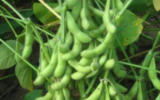 吉育296大豆种子特征特性,高抗大豆花叶病毒1号株系