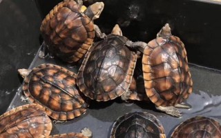 石金钱龟的销售方式，都会有人上门进行收购