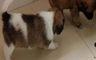 为什么狗狗一到晚上就哼哼唧唧，可能是焦虑、压力、饥饿等导致