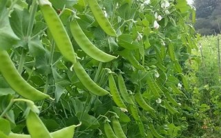 荷兰豆怎么施肥才能高产,施入充足的基肥是关键