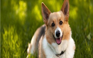 狗一直流鼻涕的原因，可能是天冷的原因或感冒了