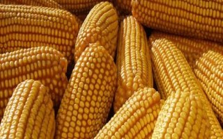 银兴718玉米种子特点,中抗穗腐病