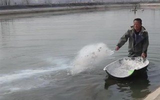 鱼塘鱼缺氧用什么药，可选择二氧化氯