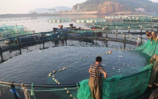 黑鱼能长多少斤，黑鱼能长到8-9千克