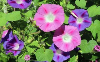 秋天常见的花有哪些，有芙蓉花、桂花、石蒜花等