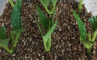 怎样扦插绣球容易成活,在春季4到6月进行为佳