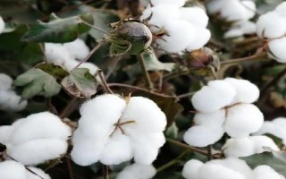 sGKz中929棉花品种的特性,转抗虫基因杂交春棉品种