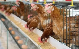 鸡不下蛋的原因，可能是日龄过大或光照不足等