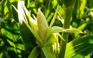 农科玉368玉米种子特征特性,中等肥力以上地块栽培