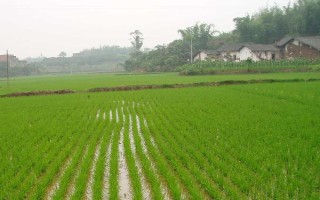 糯1优687水稻品种的特性,湘中5月25日播种