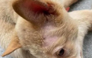 狗癣的症状及发病原因，表现为身体瘙痒、脱毛等