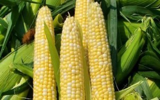 利华518玉米品种简介,密度4000-4500株/亩