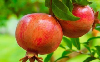 我国石榴主要栽培区域，我国南北都有栽培