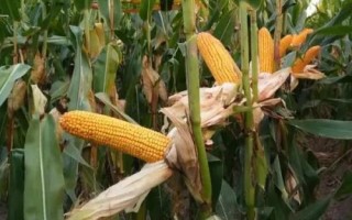 博新35玉米种子特点，合理安排种植密度