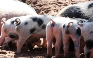 小猪尾巴的作用，可驱赶蚊虫、维持平衡、保护器官等