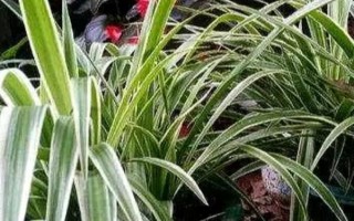 吊兰烂根的土还能不能用，能用但需要先消毒