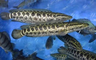 黑鱼可以长多大，大部分只能长到2-3kg