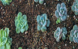 养殖多肉怎么配制土壤，一般用颗粒土和腐殖土搭配