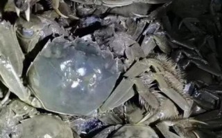 什么时候盘锦河蟹最肥,7月下旬至8月上旬最肥
