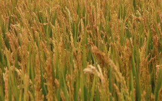 隆晶优8129水稻品种简介，每亩有效穗数16.4万
