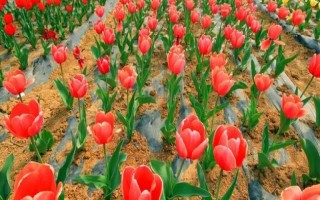 驻马店的郁金香园在什么地方，位于遂平嵖岈山温泉小镇