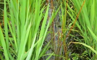 马蹄的种植技术，使用球茎进行繁殖