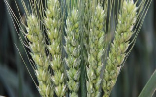 山农36小麦品种的特性,适宜播期10月5~15日