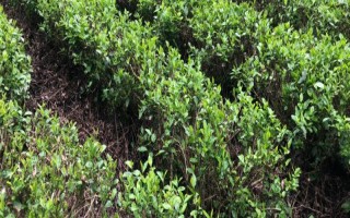 茶树的生长温度，日平均气温需要稳定在10℃以上为佳