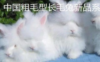 毛兔优良品种介绍，有德系、法系和中国粗毛新品种