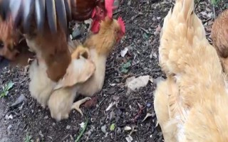 母鸡被踩背后过多长时间会产蛋，经过48小时左右便可生产