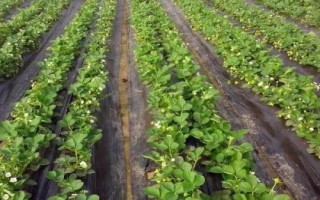 草莓移栽死苗如何解决，移栽前要晒地杀菌