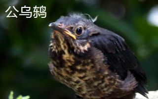 乌鸫幼鸟何时才能手养,破壳5天左右即可手养