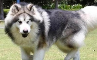 阿拉斯加犬感冒如何处理，可饲喂宠物专用的感冒冲剂