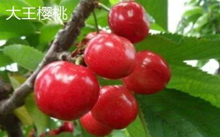 山东泰安市的水果特产