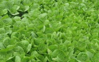 大白菜苗期病害与防治，常见病害有霜霉病、软腐病、黑斑病