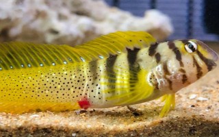 班度鳚好不好养，攻击性较强但容易饲养