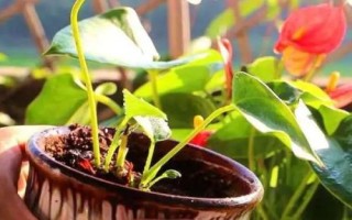 红掌怎么繁殖，主要途径为播种育苗