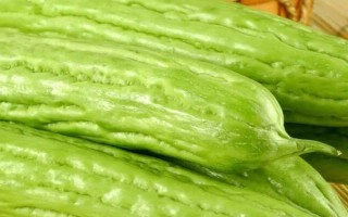种植苦瓜的时间和方法，北方地区3-4月份可在棚内育苗、长江流域在3月份播种