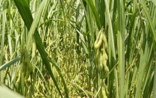 京通608大豆种子特征特性,8月中旬及时防治大豆食心虫
