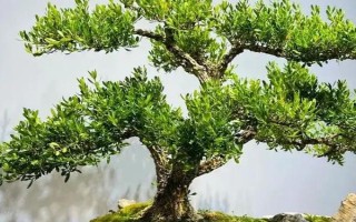 倒卖盆景能挣钱吗,每年的利润是很可观的