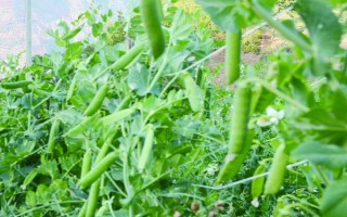 豌豆的套种技术,豌豆可以套种玉米、烟草等