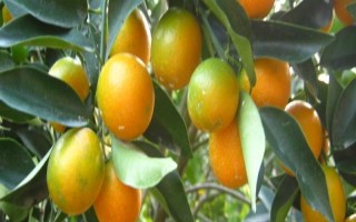 金桔的栽培种植技术，栽种金桔需要肥沃松软的土壤
