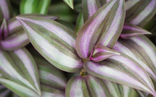 吊竹梅叶片上白虫是什么东西，可能是白粉虱和蚜虫